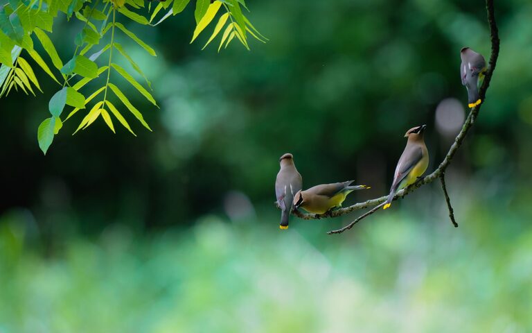 Beginner Tips for Backyard Birdwatching: Getting Started with Ease